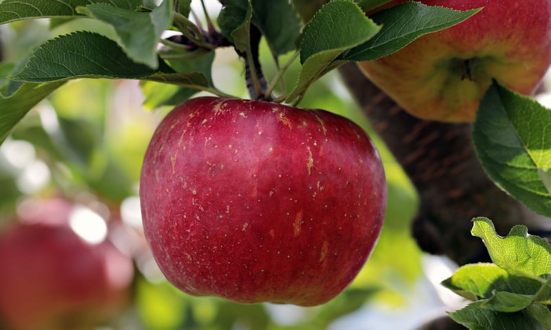 Apples on a branch